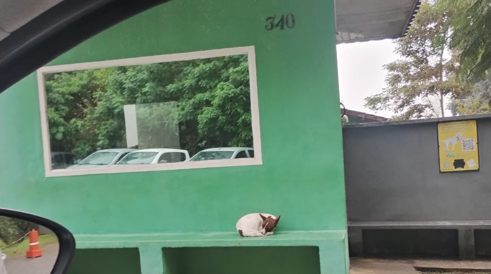 Animalzinho Indefeso Passa frio em Frente ao CEPAD de Barueri e causa revolta entre moradores